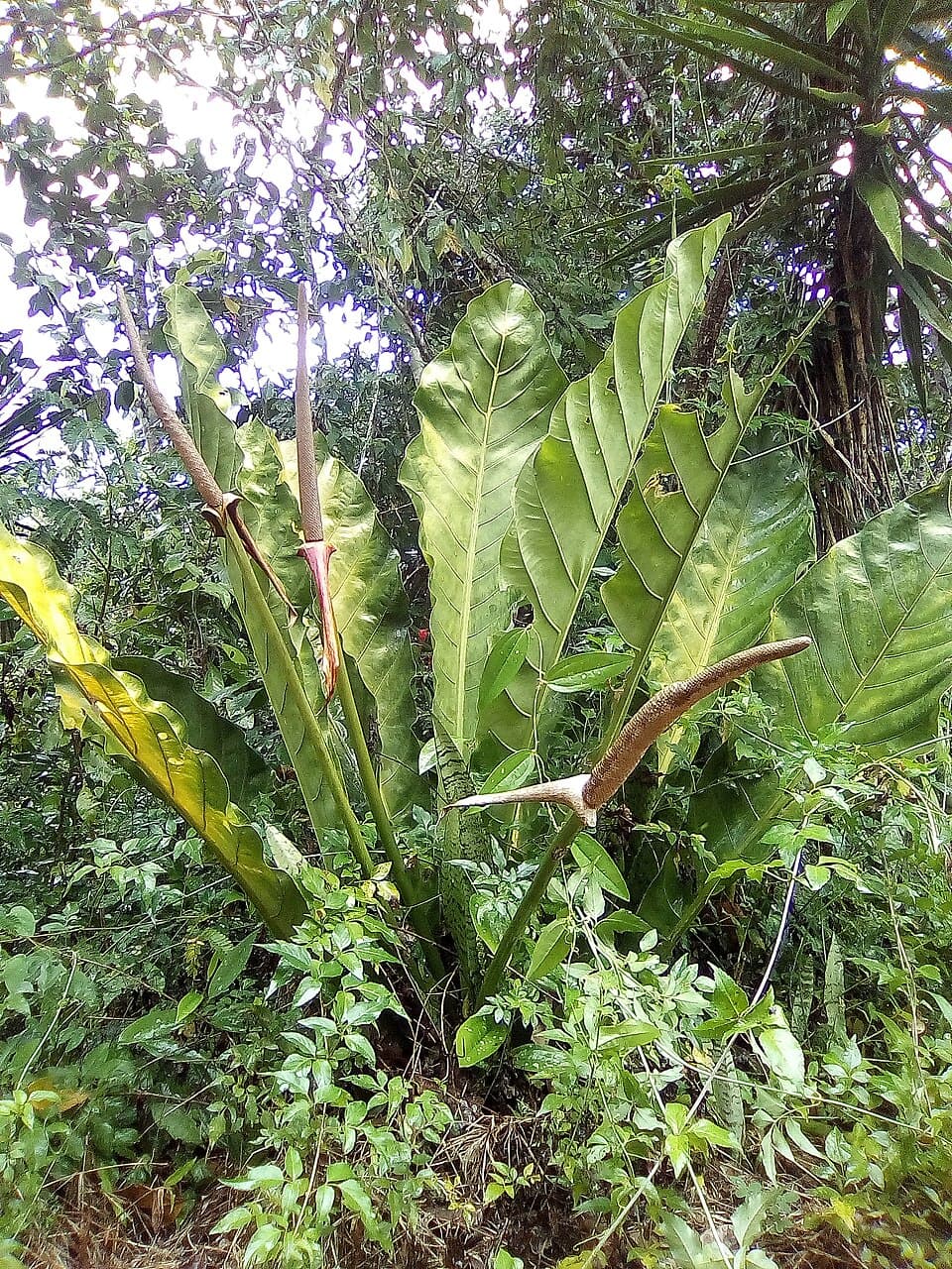 Anthurium Schlechtendalii (Anthurium schlechtendalii)
