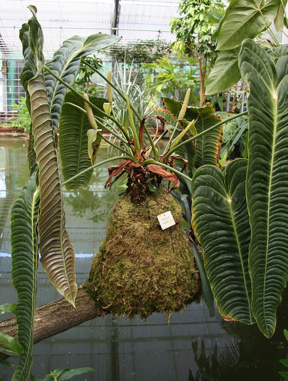 Anthurium Veitchii (Anthurium veitchii)