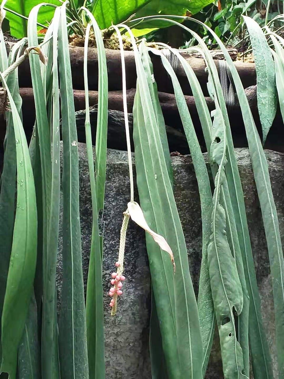 Anthurium Vittarifolium (Anthurium vittarifolium)