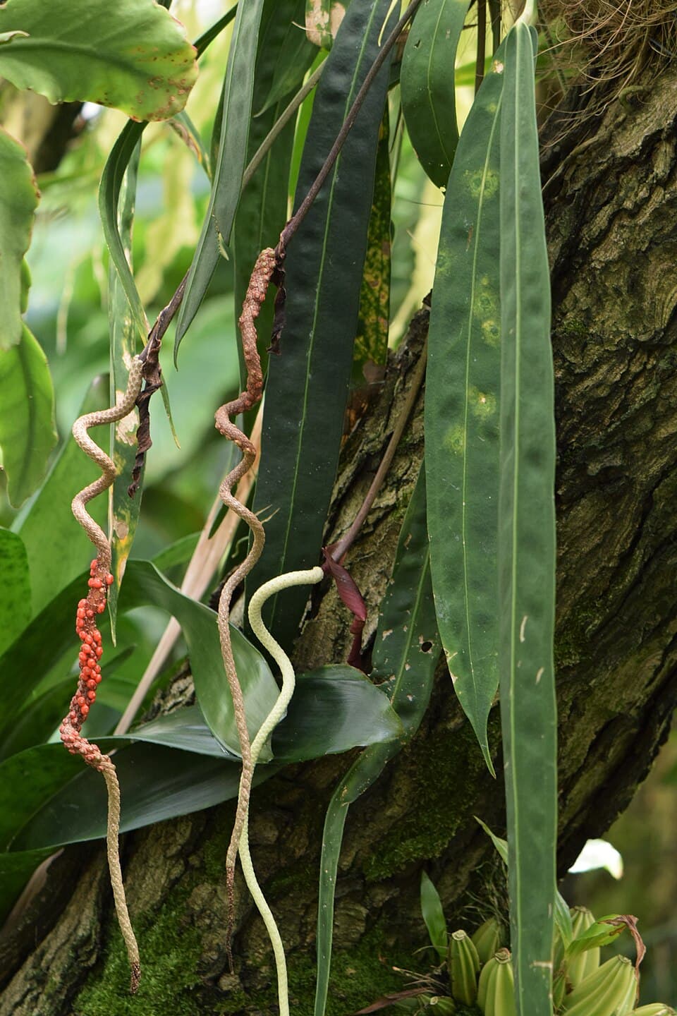 Anthurium Wendlingeri (Anthurium wendlingeri)