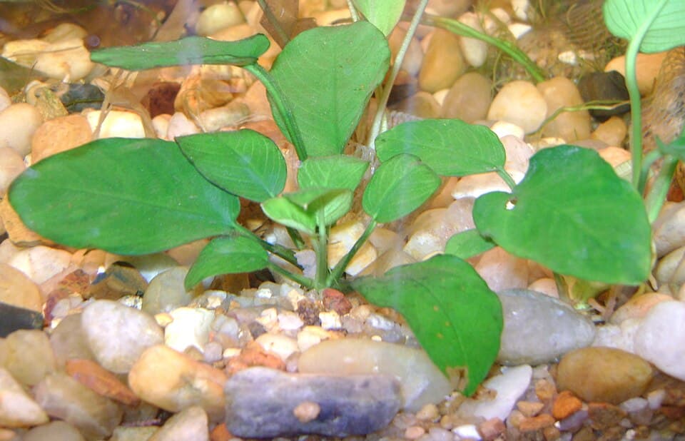 Anubias Nana (Anubias nana)