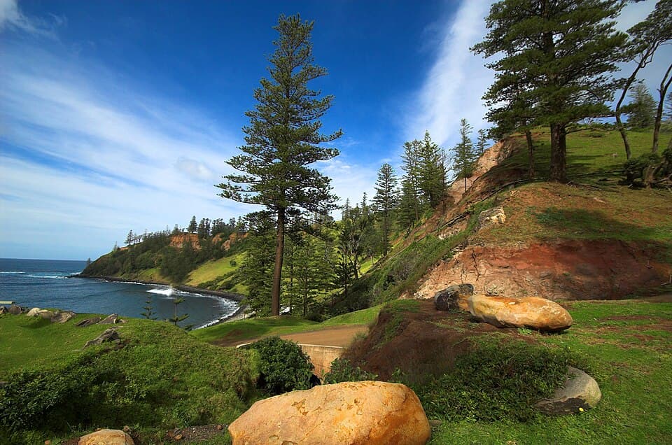 Real photograph of Araucaria Heterophylla (Araucaria heterophylla)