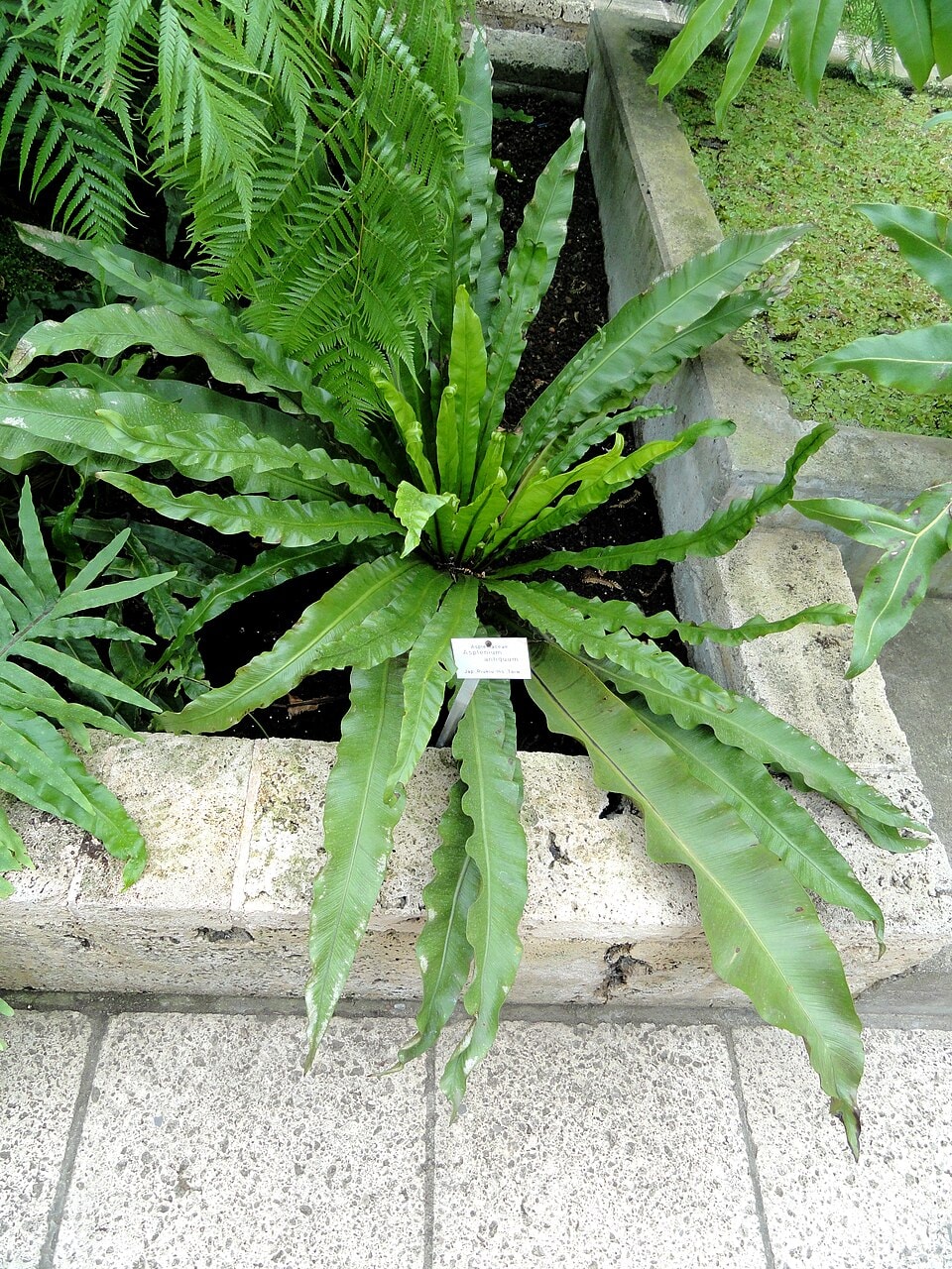 Antiquum spleenwort fern (Asplenium antiquum)