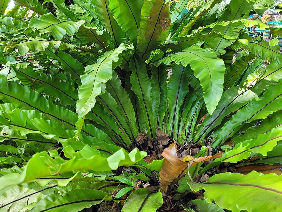 Real photograph of Asplenium Nidus (Asplenium nidus)