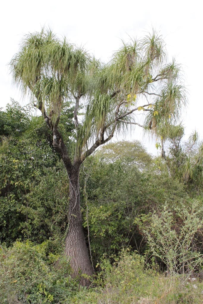 Real photograph of Ponytail palm (Beaucarnea recurvata)
