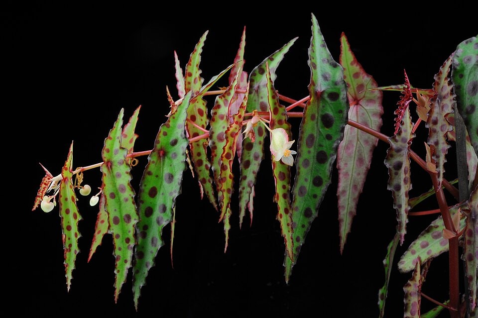 Amphioxus begonia (Begonia amphioxus)