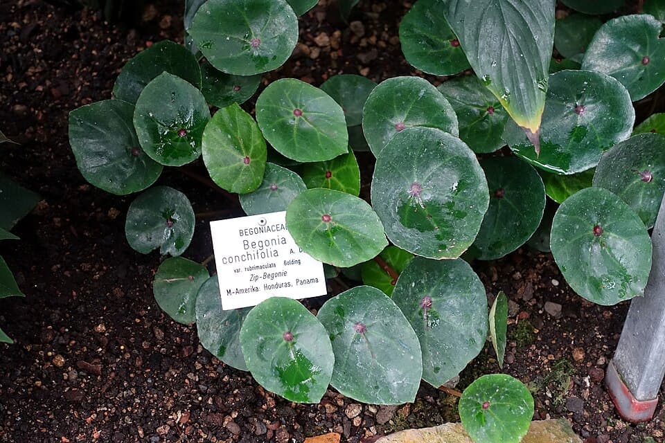 Begonia Conchifolia (Begonia conchifolia)