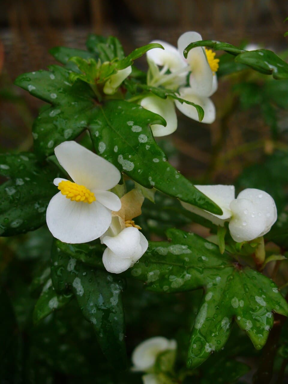 Begonia Dregei (Begonia dregei)