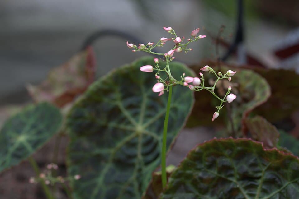Begonia Goegoensis (Begonia goegoensis)
