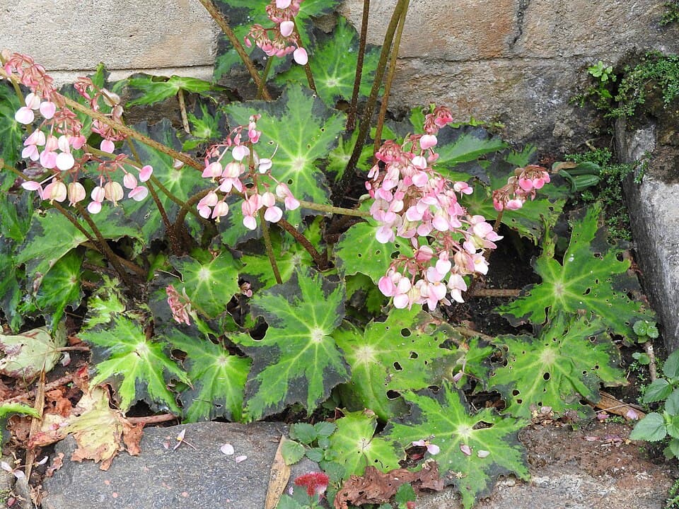 Begonia Heracleifolia (Begonia heracleifolia)
