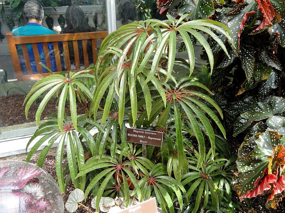 Begonia Luxurians (Begonia luxurians)