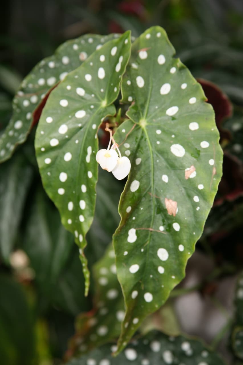 Real photograph of Begonia Maculata (Begonia maculata)