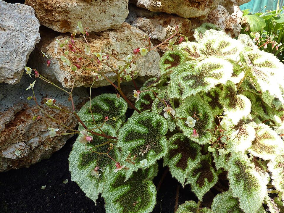 Begonia Masoniana (Begonia masoniana)