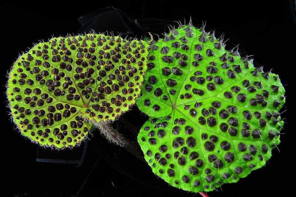 Begonia Melanobullata (Begonia melanobullata)