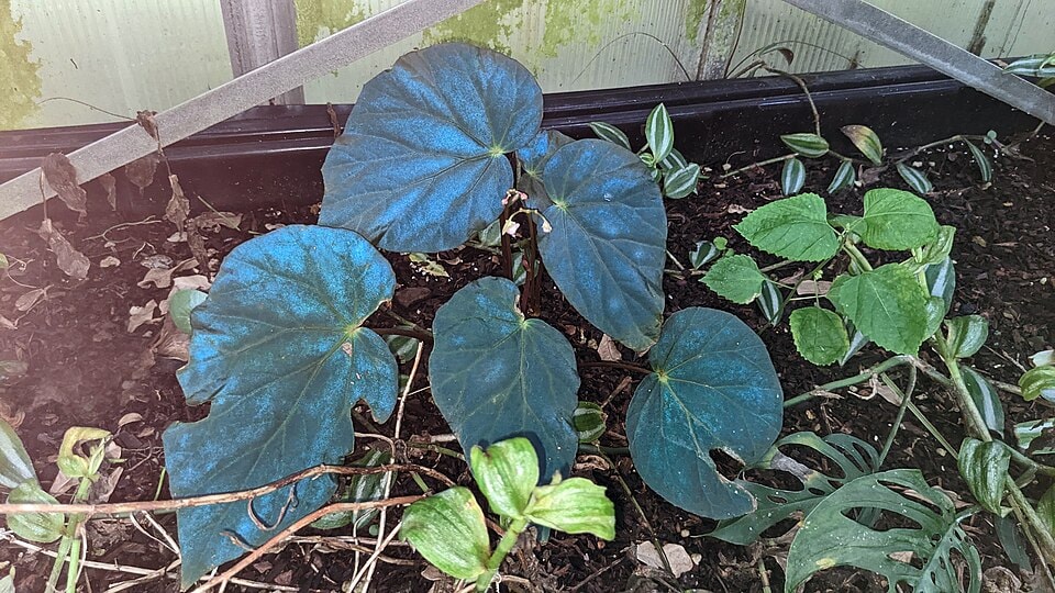 Pavonina begonia (Begonia pavonina)