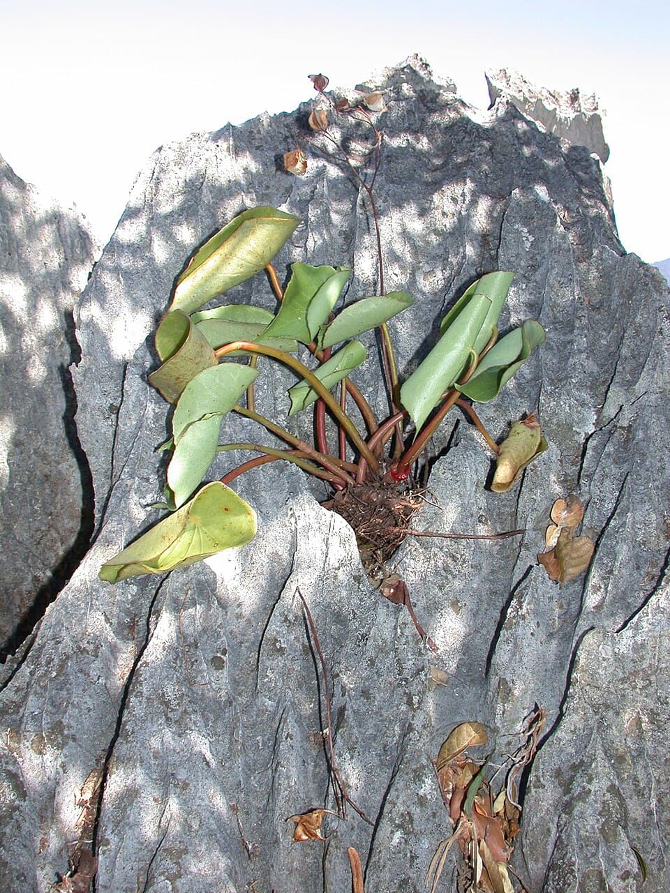 Begonia Peltatifolia (Begonia peltatifolia)