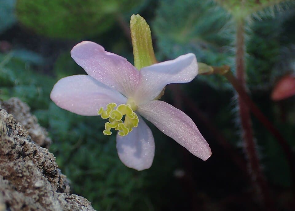Begonia Sizemoreae (Begonia sizemoreae)