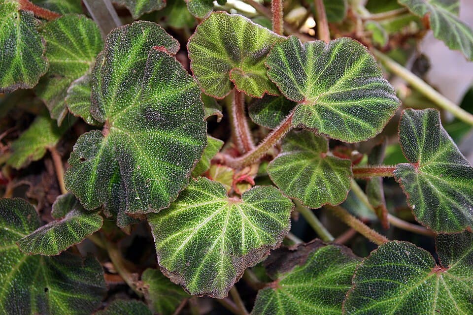 Begonia Soli-Mutata (Begonia soli-mutata)
