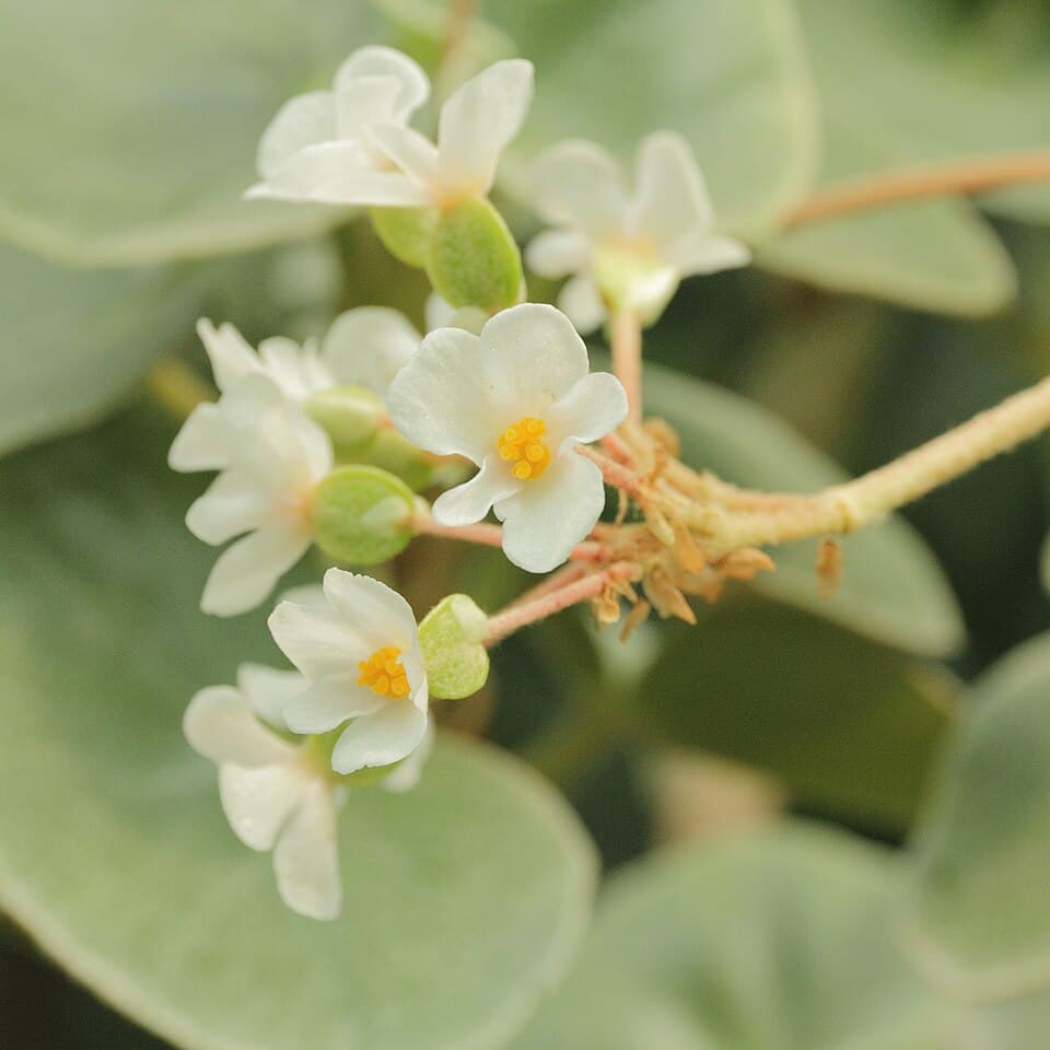 Begonia Venosa (Begonia venosa)