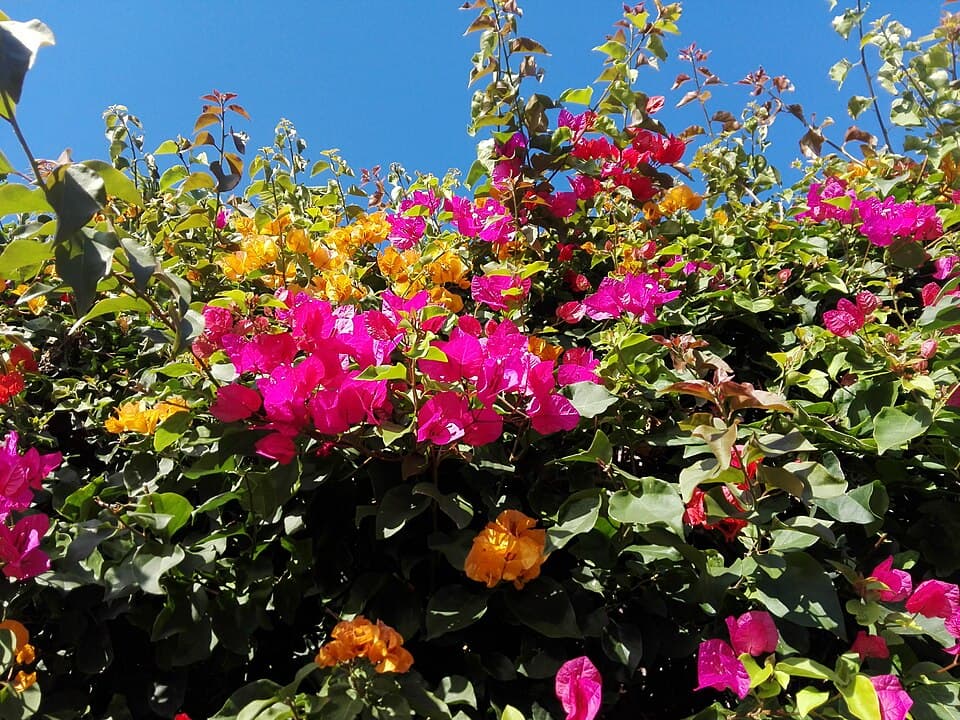 Bougainvillea Glabra (Bougainvillea glabra)
