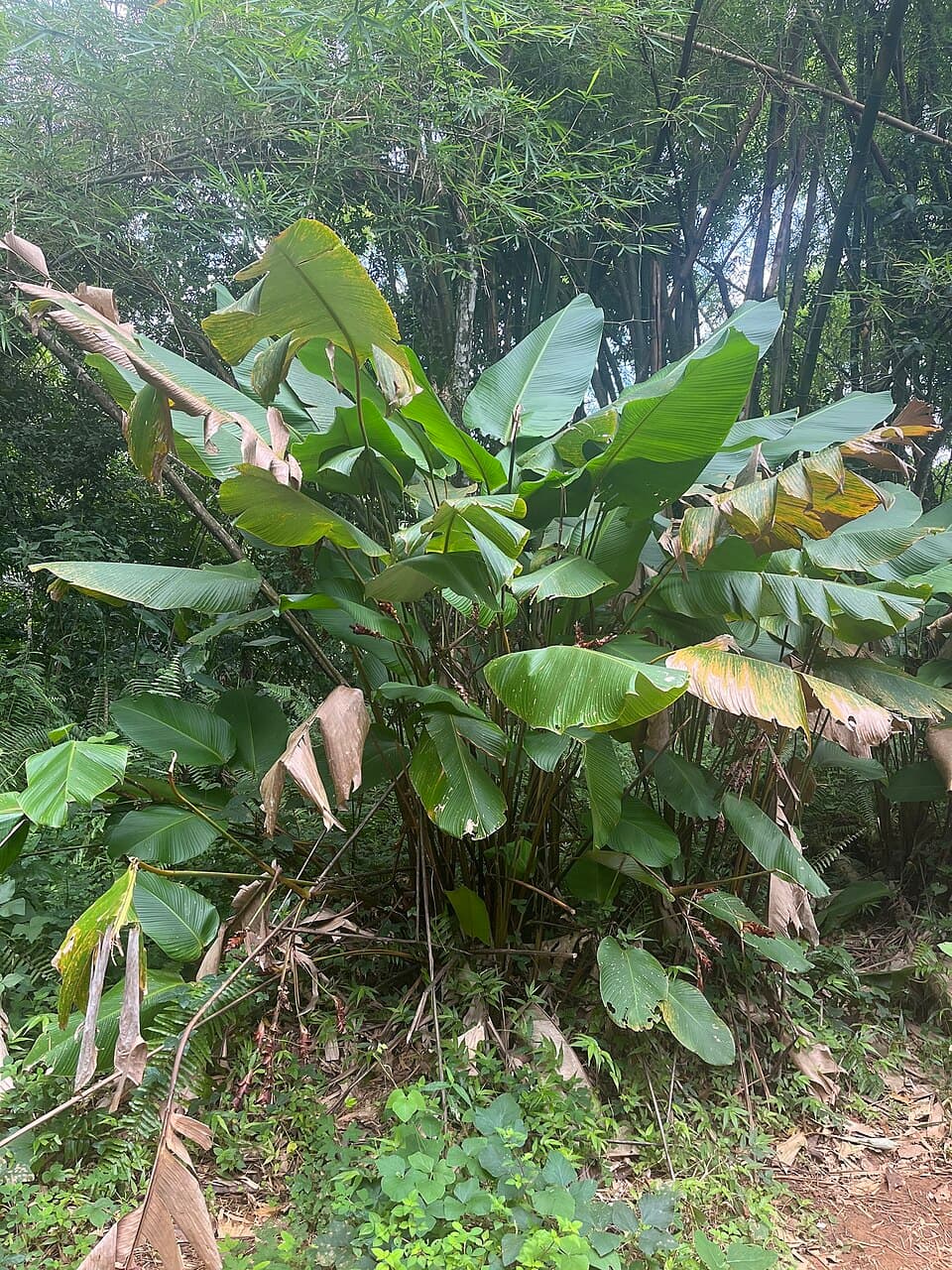 Calathea Lutea (Calathea lutea)