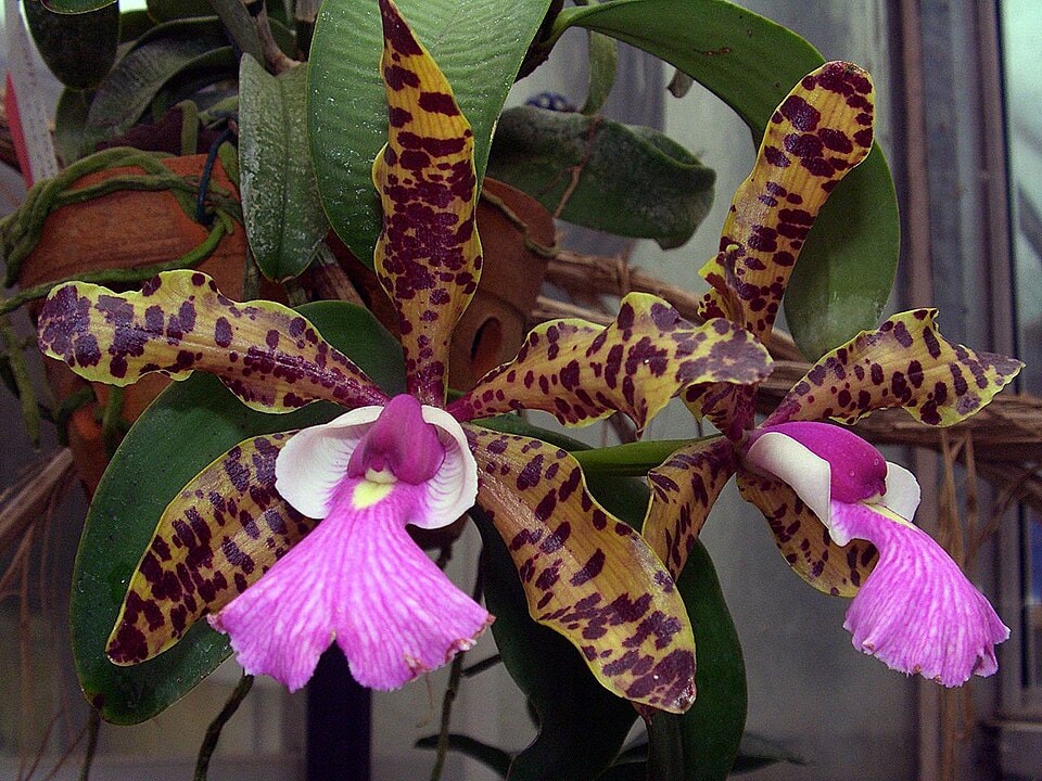 Aclandiae cattleya orchid (Cattleya aclandiae)