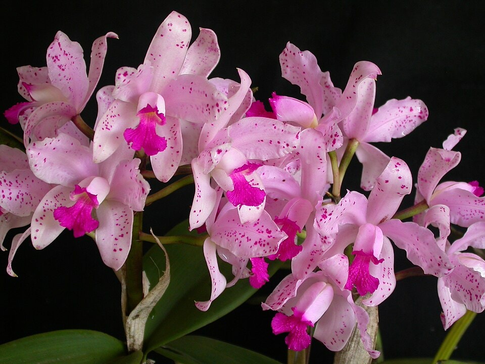 Amethystoglossa cattleya orchid (Cattleya amethystoglossa)