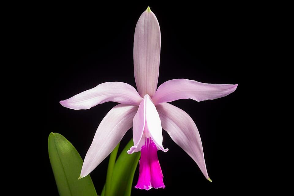 Cattleya Intermedia (Cattleya intermedia)