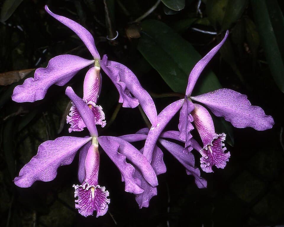 Cattleya Maxima (Cattleya maxima)