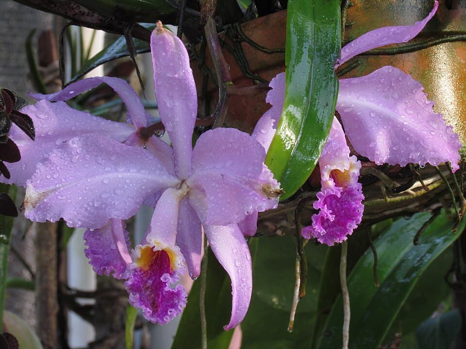 Cattleya Mossiae (Cattleya mossiae)