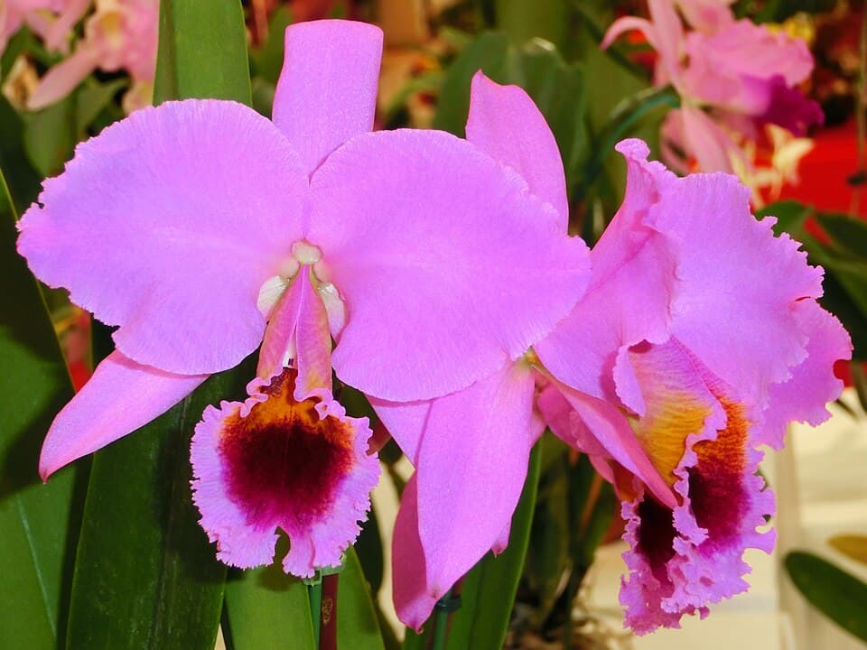 Cattleya Percivaliana (Cattleya percivaliana)