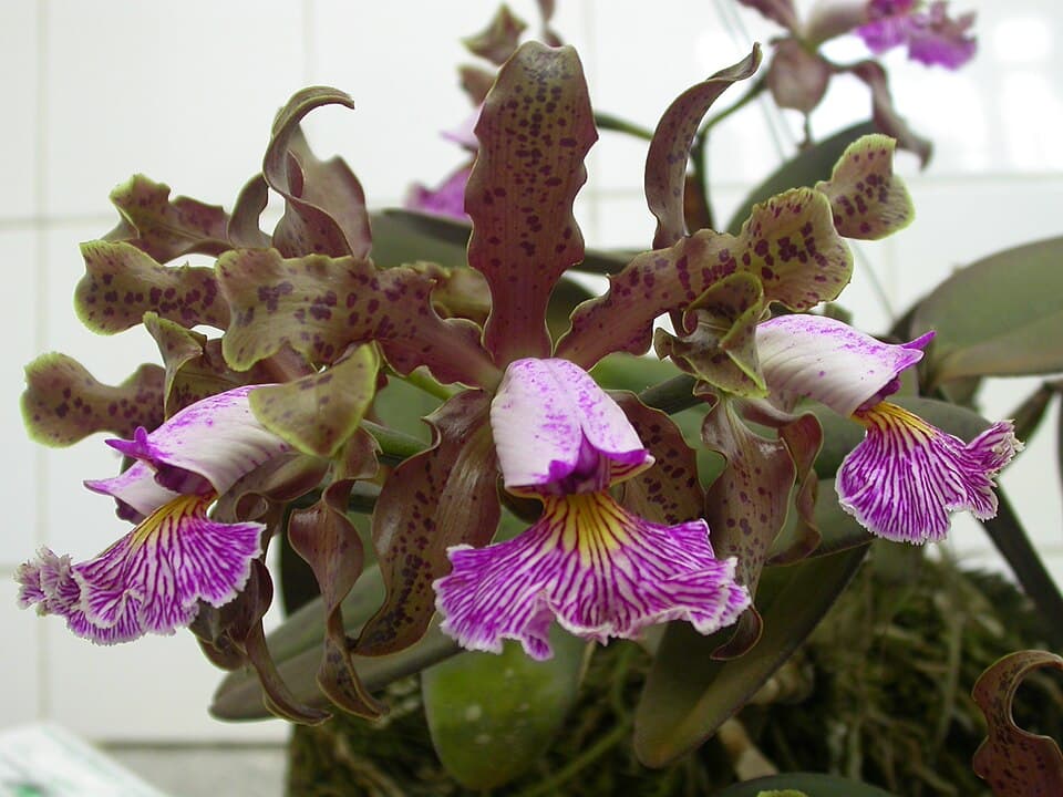 Cattleya Schilleriana (Cattleya schilleriana)