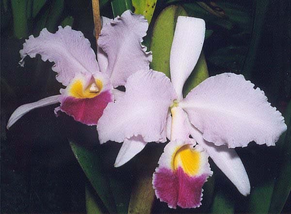 Cattleya Trianae (Cattleya trianae)