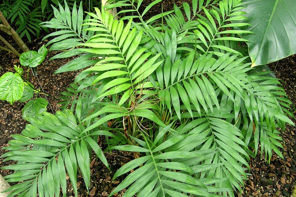 Real photograph of Parlor palm (Chamaedorea elegans)