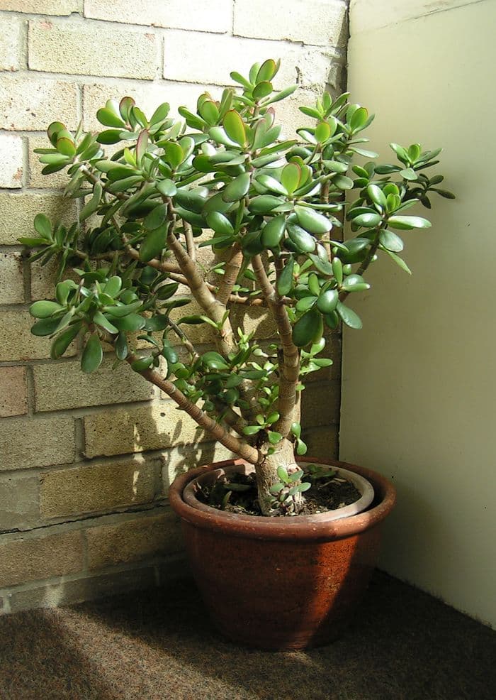 Real photograph of Jade plant (Crassula ovata)