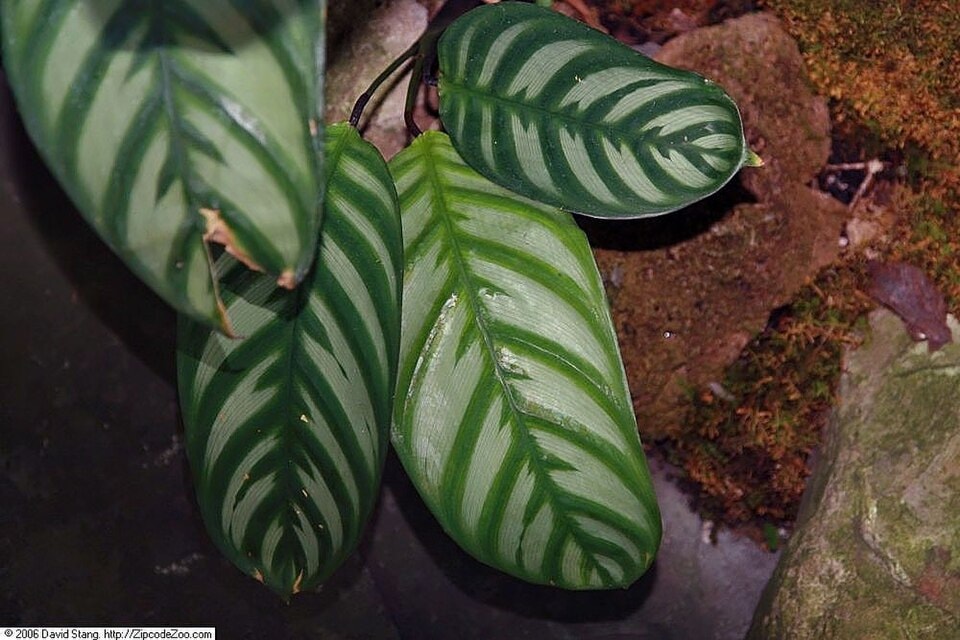 Amabilis never-never plant (Ctenanthe amabilis)