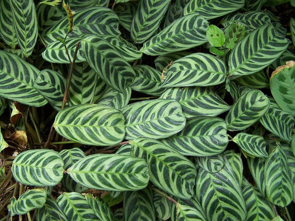 Ctenanthe Burle-Marxii (Ctenanthe burle-marxii)