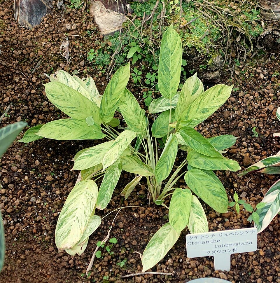 Ctenanthe Lubbersiana (Ctenanthe lubbersiana)