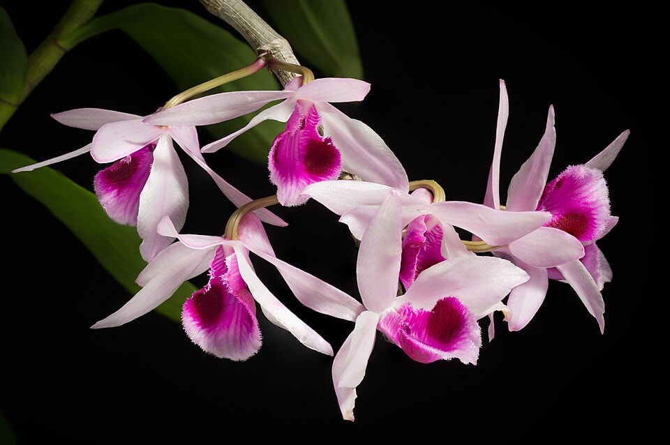 Anosmum dendrobium orchid (Dendrobium anosmum)