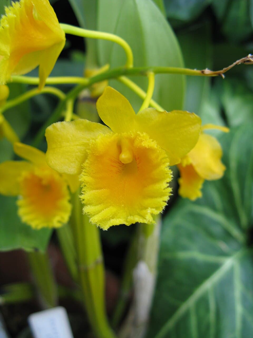 Dendrobium Chrysotoxum (Dendrobium chrysotoxum)
