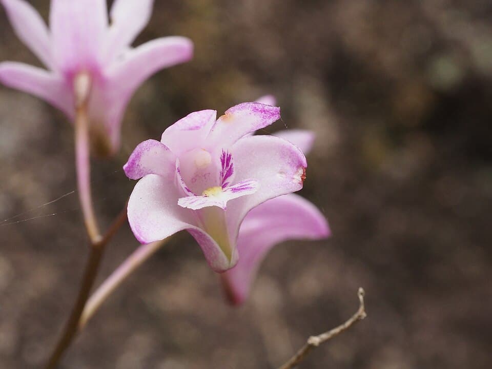 Dendrobium Kingianum (Dendrobium kingianum)