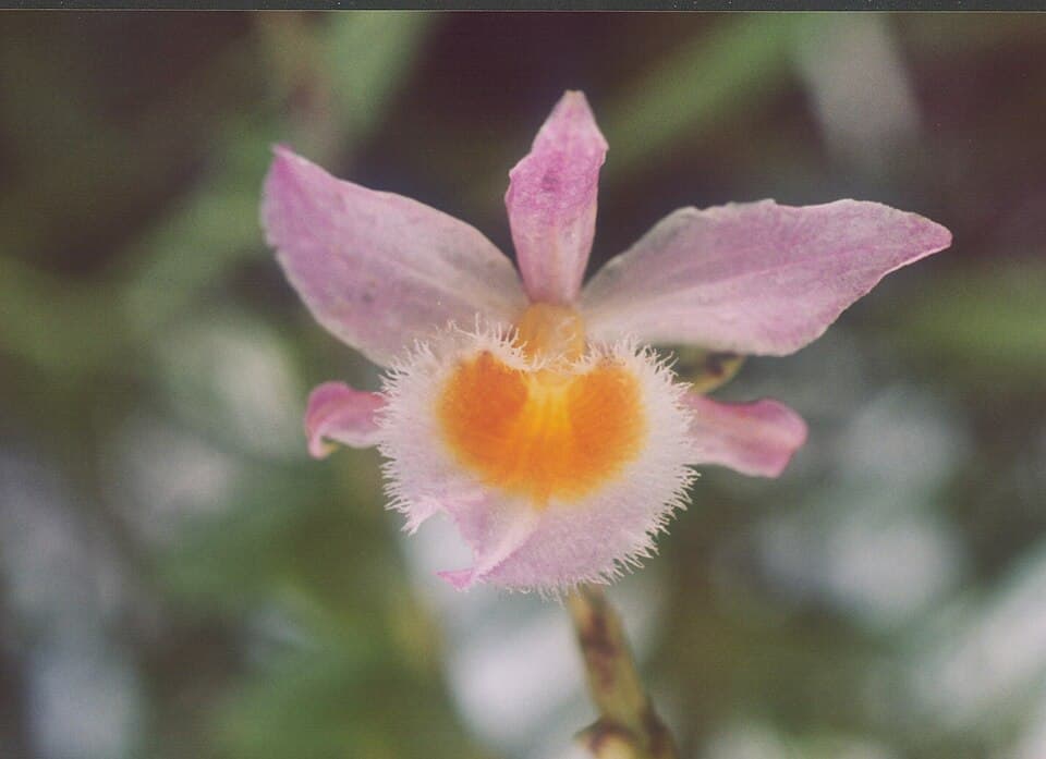 Dendrobium Loddigesii (Dendrobium loddigesii)