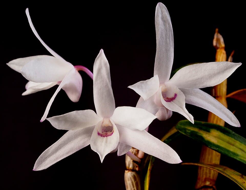 Dendrobium Moniliforme (Dendrobium moniliforme)
