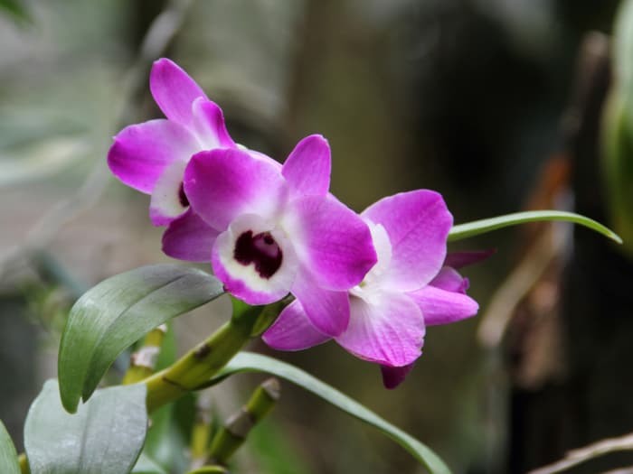 Dendrobium Nobile (Dendrobium nobile)