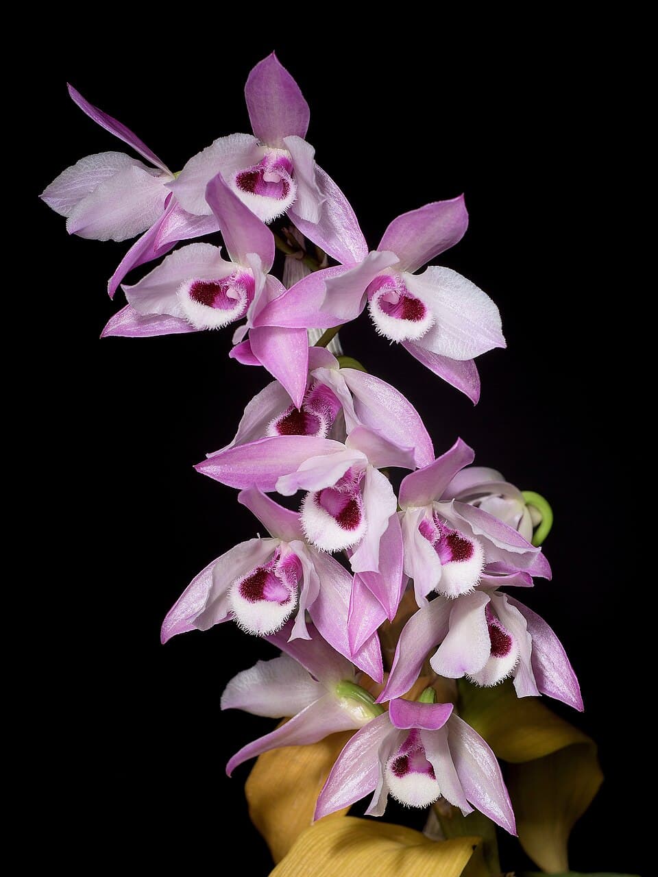 Dendrobium Parishii (Dendrobium parishii)
