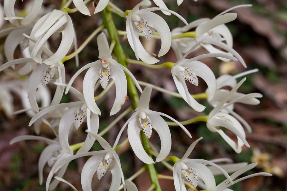 Dendrobium Speciosum (Dendrobium speciosum)