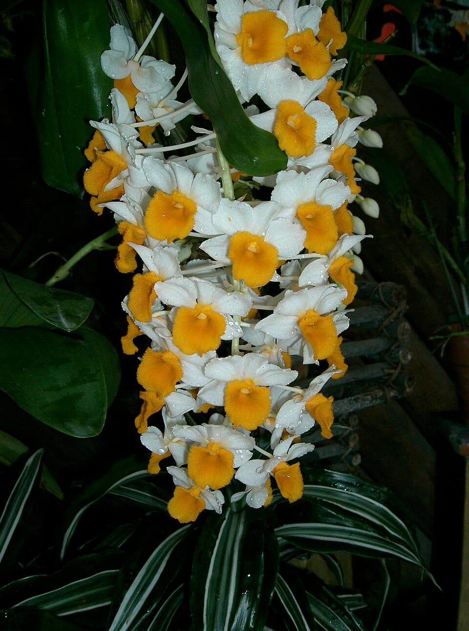 Dendrobium Thyrsiflorum (Dendrobium thyrsiflorum)
