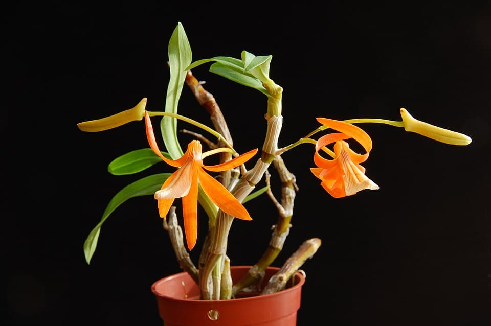 Dendrobium Unicum (Dendrobium unicum)