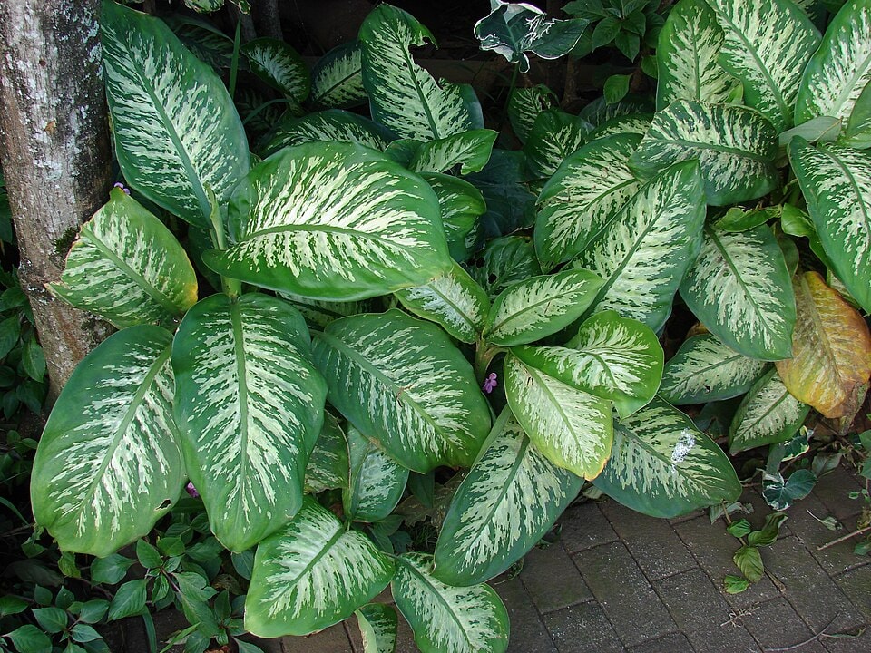 Amoena dieffenbachia (Dieffenbachia amoena)