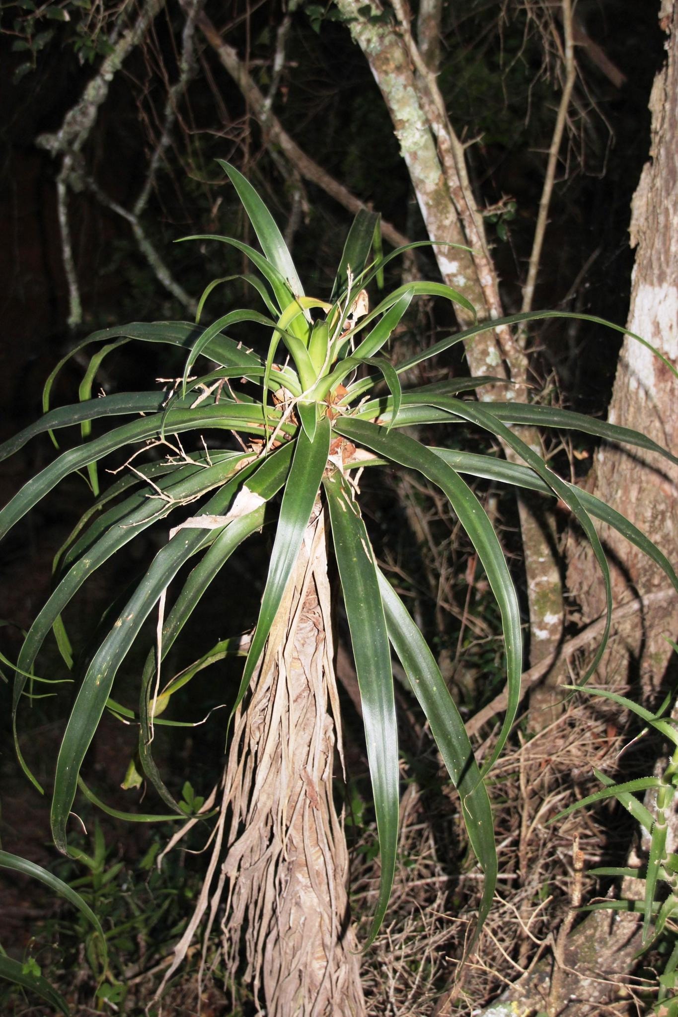 Aletriformis dragon tree (Dracaena aletriformis)